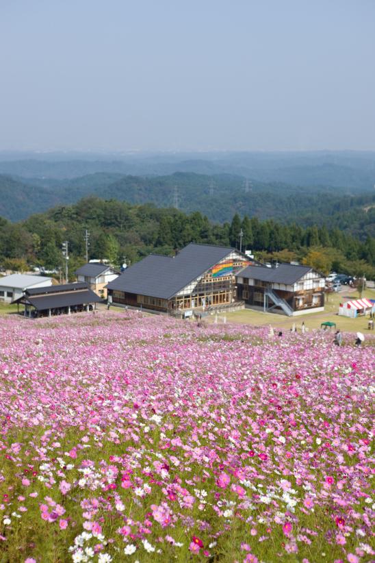 Cosmos Flowers at Tonami Yumenotaira(11)