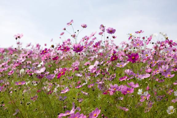 Cosmos Flowers at Tonami Yumenotaira(13)