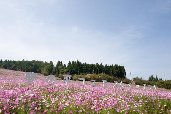 Cosmos Flowers at Tonami Yumenotaira(19)