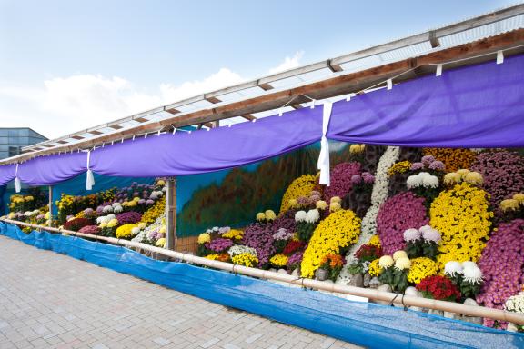 Nanto Chrysanthemum Festival(4)
