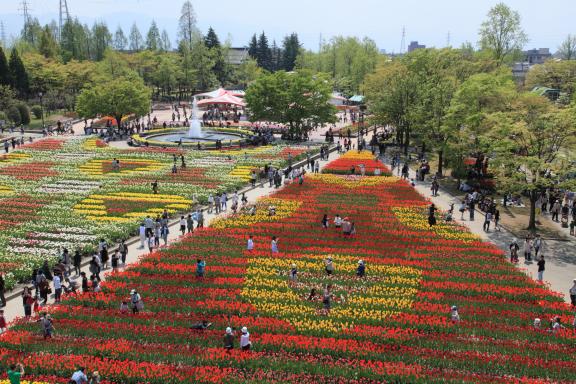 Tonami Tulip Fair(9)