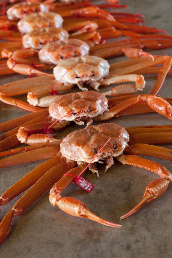 red snow crab(5)