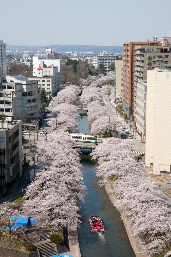 Cherry blossom in Matsukawa River(16)