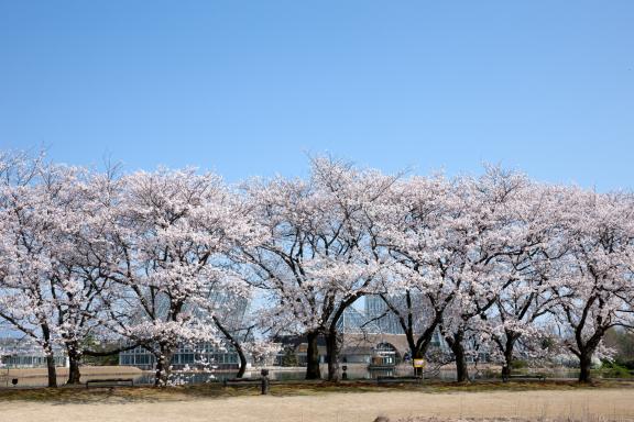 cherry blossom at Botanis Gardens og Toyama(26)