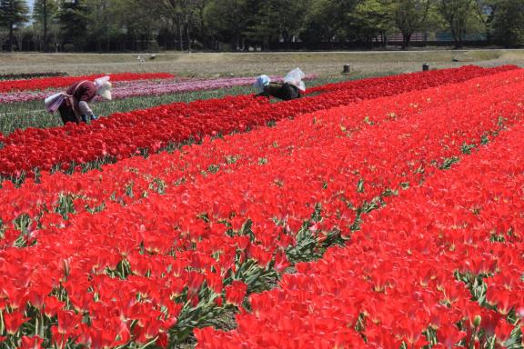 Nyuzen Flower Road(6)