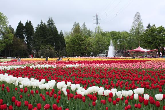 Tonami Tulip Fair(18)