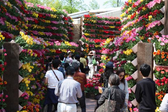 Tonami Tulip Fair(24)