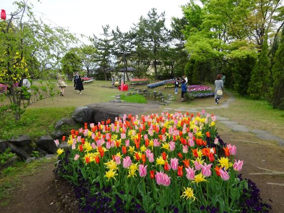 Tonami Tulip Fair(29)