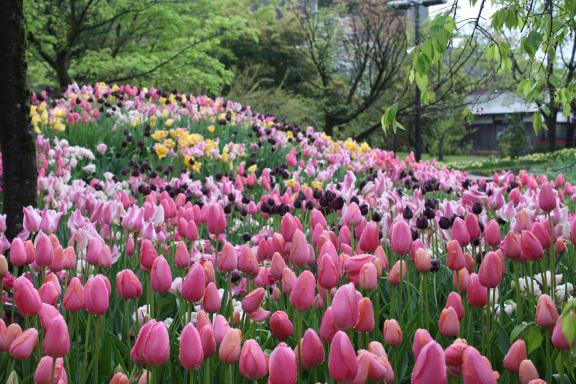 Tonami Tulip Fair(31)