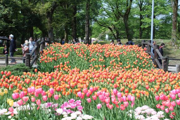 Tonami Tulip Fair(32)