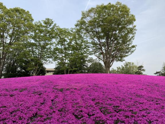 Tonami Tulip Fair(40)