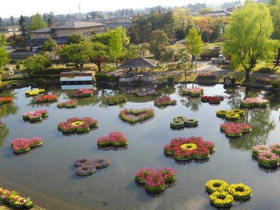 Tonami Tulip Fair(57)