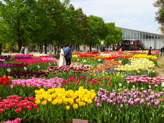 Tonami Tulip Fair(67)