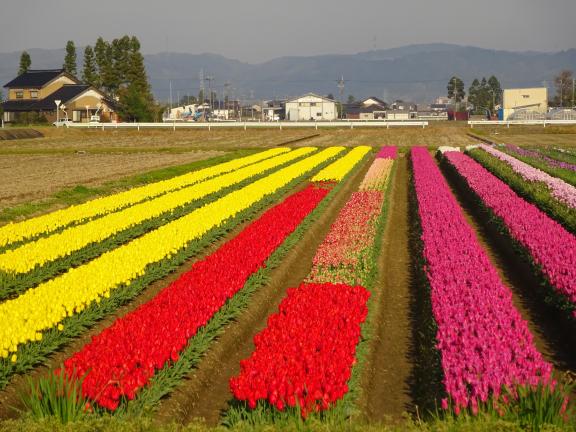 Tonami Tulip Fair(49)