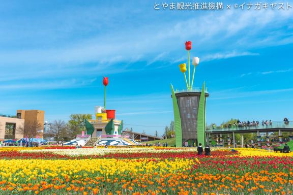 Tonami Tulip Fair(52)