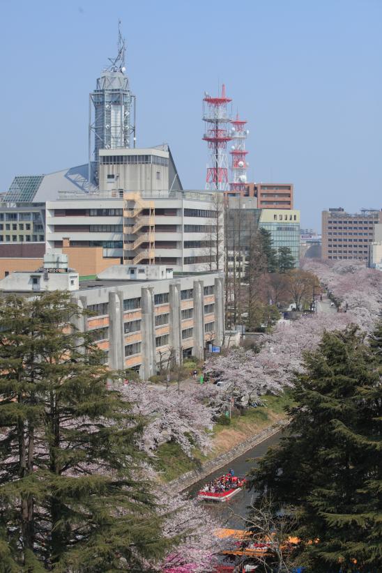 Cherry blossom in Matsukawa River(4)