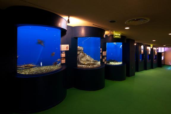 Uozu Aquarium(8)