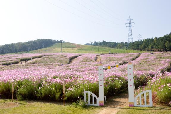 Cosmos Flowers at Tonami Yumenotaira(2)