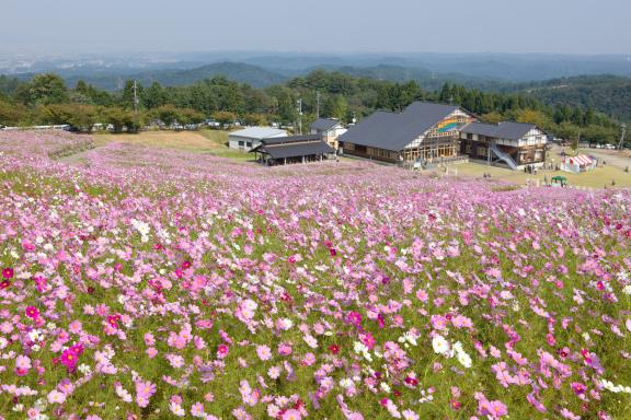 Cosmos Flowers at Tonami Yumenotaira(7)