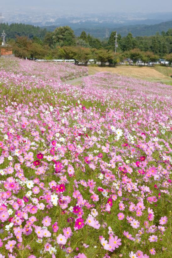 Cosmos Flowers at Tonami Yumenotaira(8)