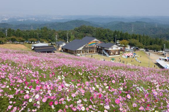 Cosmos Flowers at Tonami Yumenotaira(12)