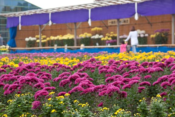 Nanto Chrysanthemum Festival(24)