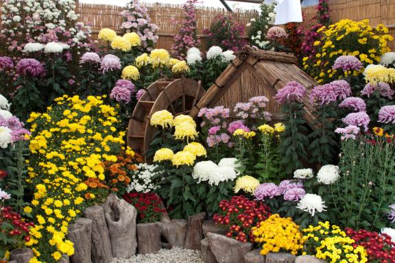 Nanto Chrysanthemum Festival(27)