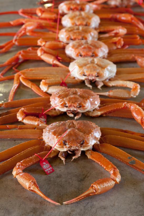 red snow crab(6)