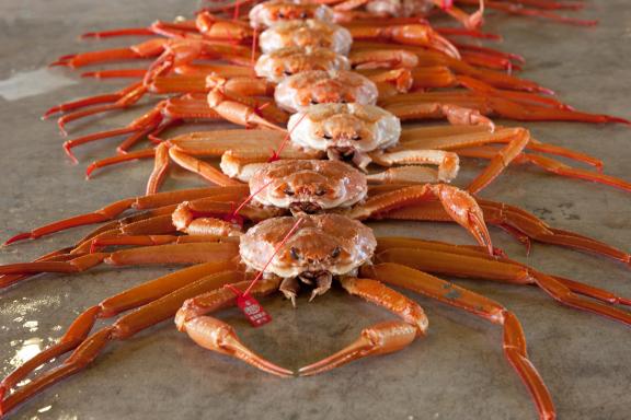 red snow crab(7)