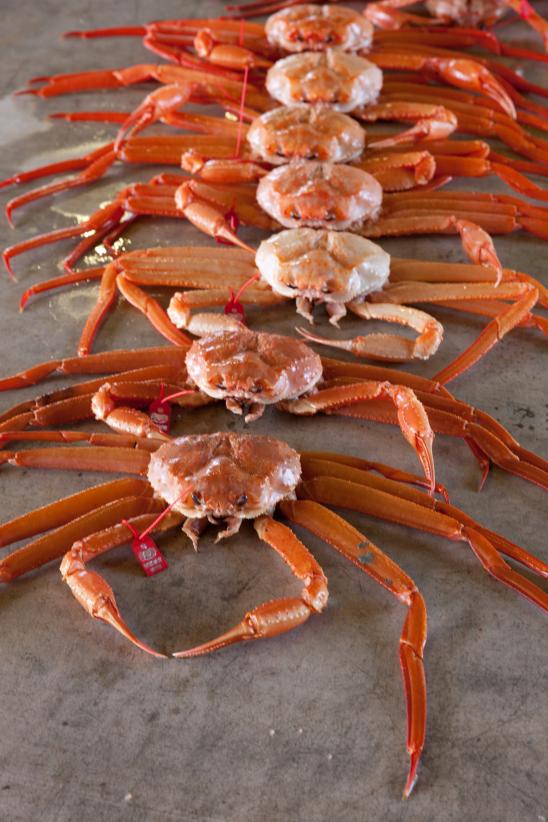 red snow crab(8)