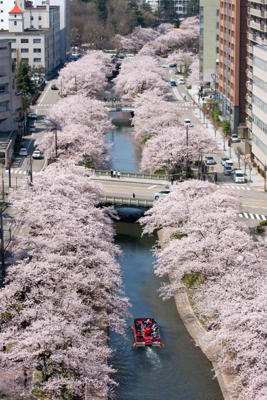 Cherry blossom in Matsukawa River(18)