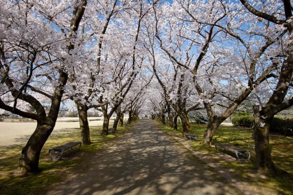 cherry blossom at Botanis Gardens og Toyama(22)