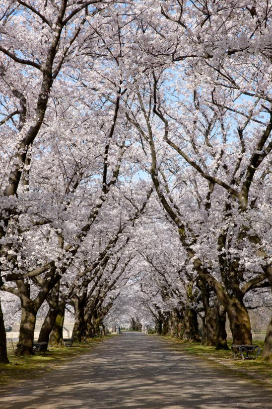 cherry blossom at Botanis Gardens og Toyama(23)