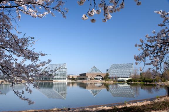 cherry blossom at Botanis Gardens og Toyama(24)
