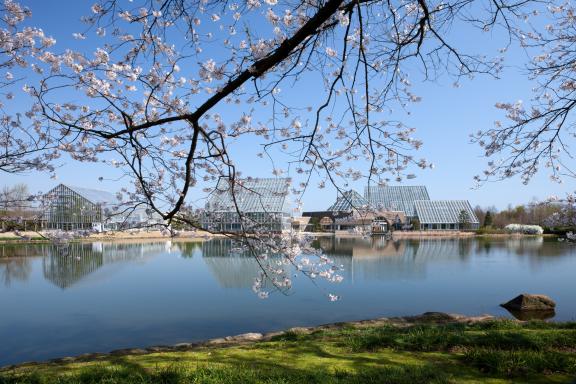 cherry blossom at Botanis Gardens og Toyama(25)
