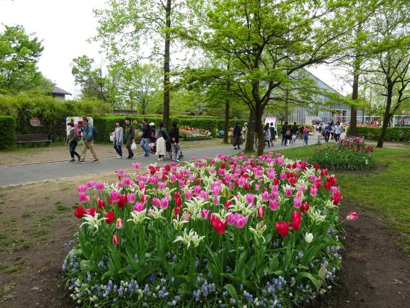 Tonami Tulip Fair(27)