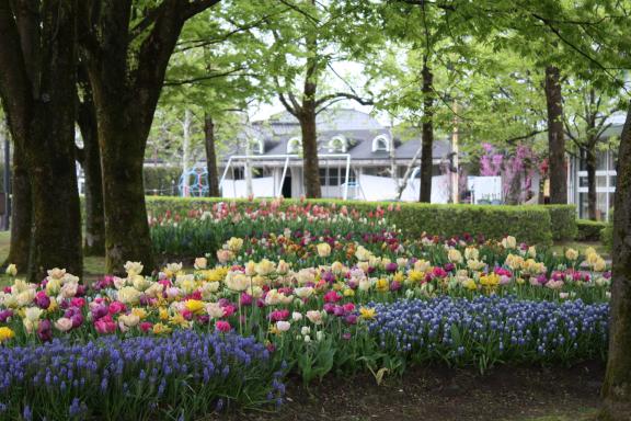 Tonami Tulip Fair(36)