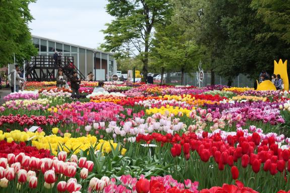 Tonami Tulip Fair(38)