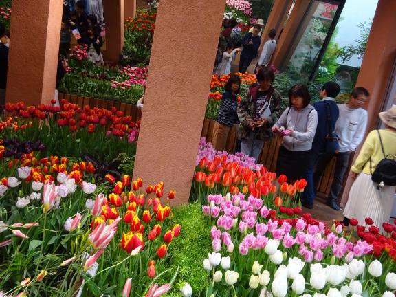 Tonami Tulip Gallery(3)