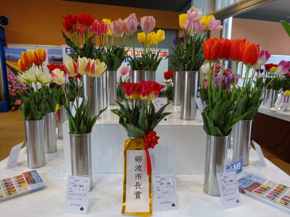 Tonami Tulip Fair(44)