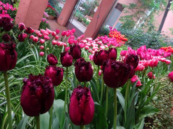 Tonami Tulip Gallery(9)