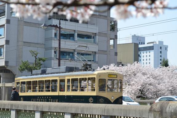 cherry blossom and CENTRAM(1)