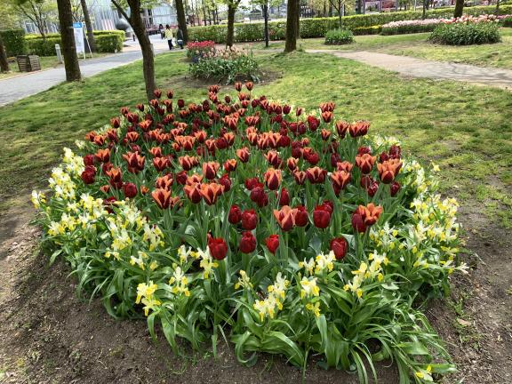 Tonami Tulip Fair(61)