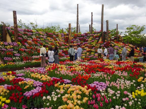 Tonami Tulip Fair(66)