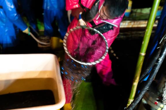 Firefly Squid(3)