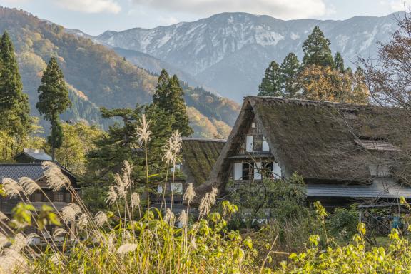 Goyamaya(1)