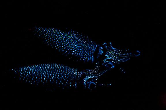 Firefly Squid(9)