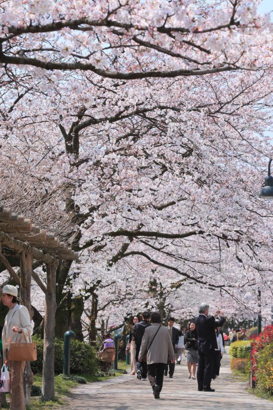 Cherry blossom in Matsukawa River(1)