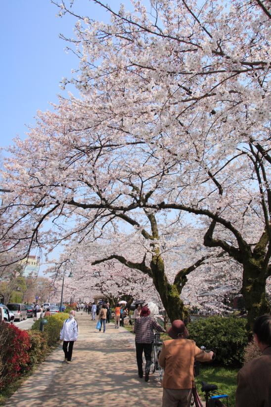 Cherry blossom in Matsukawa River(3)