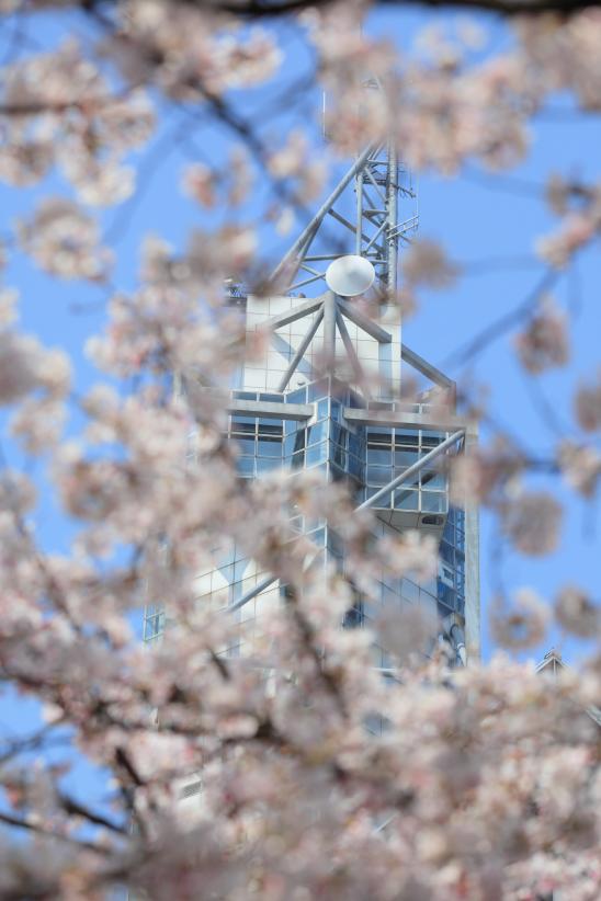 Cherry blossom in Matsukawa River(6)